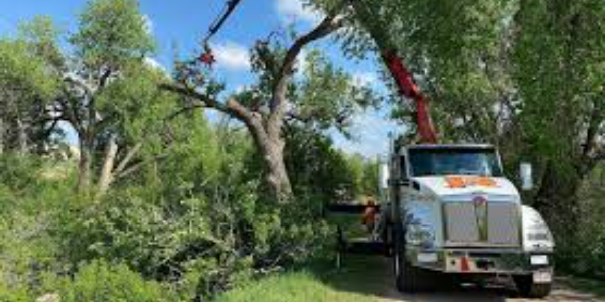 Revitalize Your Outdoors with Roots Tree Service and Landscaping LLC: Transforming Modesto's Natural Spaces